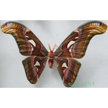Attacus atlas Linnaeus, 1758 male ex. ovo Thailand 188mm43d
